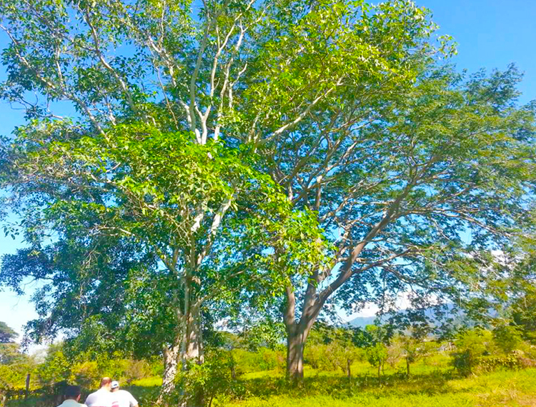 Real del Valle, Ixtapa, Puerto Vallarta, Jalisco